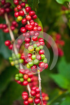 Fresh Arabica coffee berries on the tree in the coffee farm, Bolaven Plateau, a coffee growerÃ¢â¬â¢s utopia. Organic farm. Pakse, La